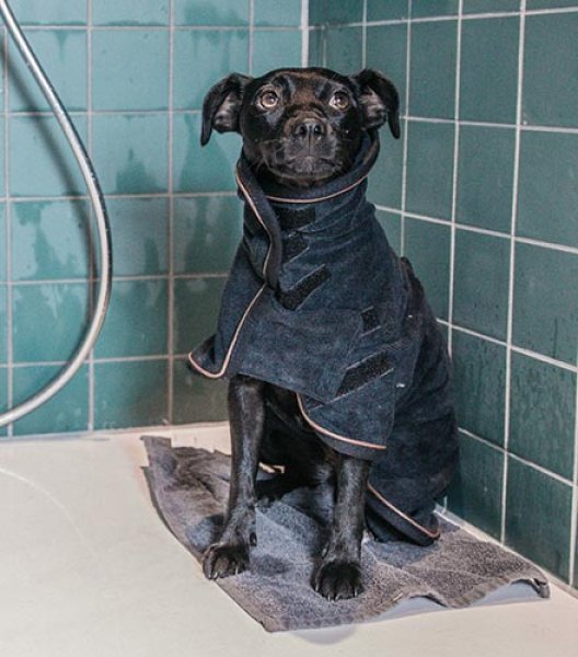 画像1: ＜KENTUCKY＞ Dog Coat Towel（ドッグコート タオル） (1)