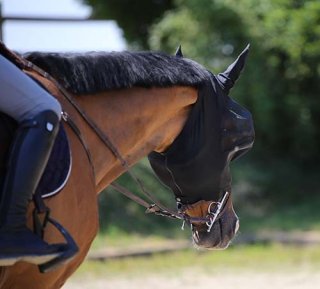 KENTUCKY＞ Mesh Fry（メッシュフライ） ラグ - Horsy Net-Store