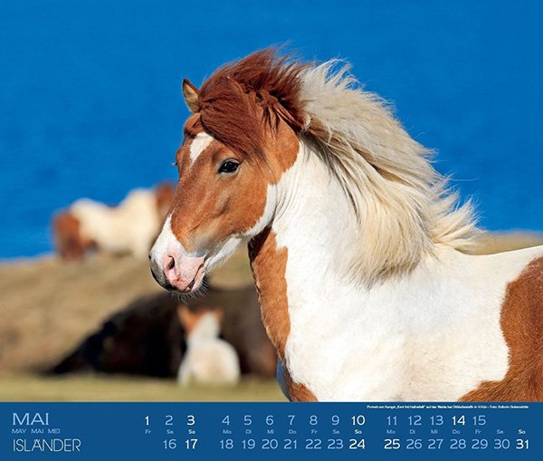 画像12: ＜BOISELLE＞ カレンダー2026 Mサイズ  Islander（アイスランダー） (12)