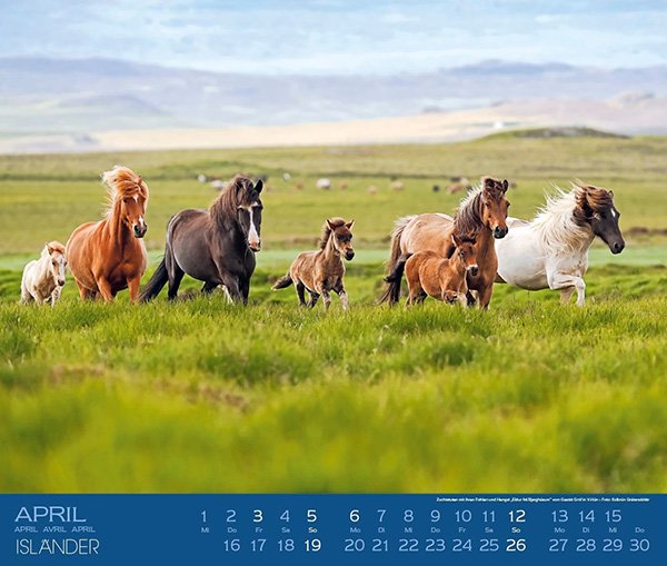 画像10: ＜BOISELLE＞ カレンダー2026 Mサイズ  Islander（アイスランダー） (10)