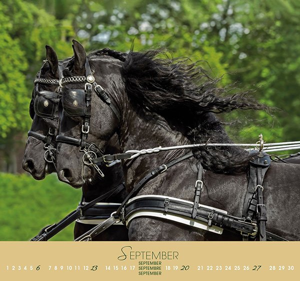 画像9: ＜BOISELLE＞ カレンダー2026 Lサイズ Friesen（フリージアン） (9)