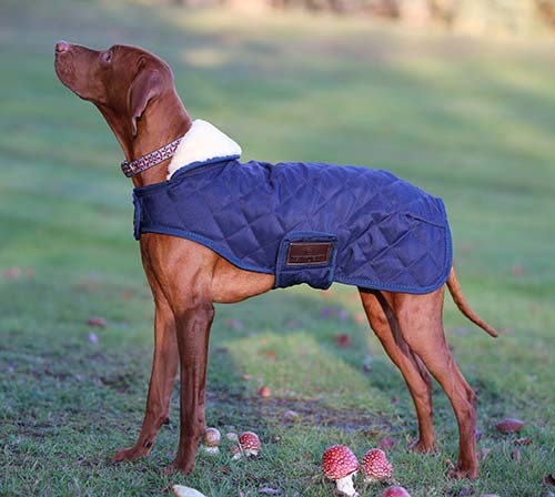 KENTUCKY＞ Dog Coat（ドッグコート） 160g - Horsy Net-Store